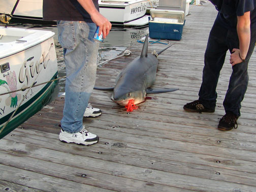Here's a photo of the Island Girls big Mako Here's a photo of the Island Girls big Mako