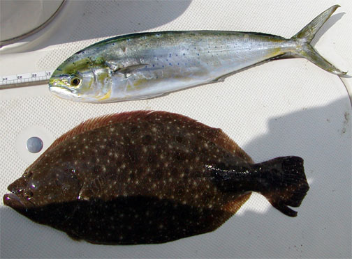 Dolphin and Big FLuke July 29, 2006